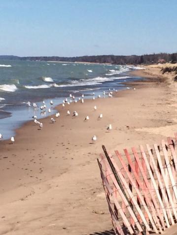Walking Distance To Beach And Shops New Buffalo Eksteriør bilde